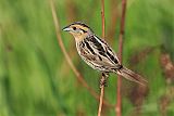 LeConte's Sparrow