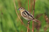 LeConte's Sparrow