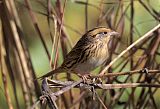 LeConte's Sparrow