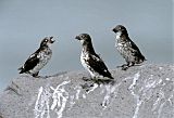 Least Auklet