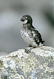 Least Auklet