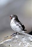 Least Auklet