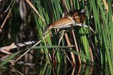 Least Bittern