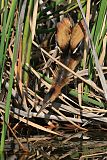 Least Bittern