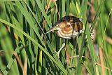 Least Bittern