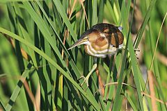 Least Bittern