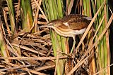 Least Bittern