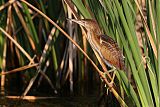 Least Bittern