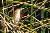 Least Bittern