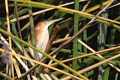 Least Bittern