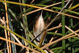 Least Bittern