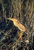 Least Bittern