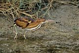 Least Bittern