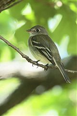 Least Flycatcher