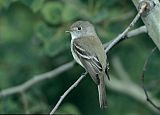 Least Flycatcher