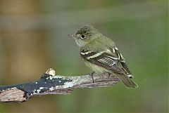 Least Flycatcher