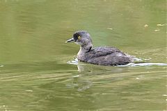 Least Grebe