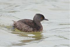 Least Grebe