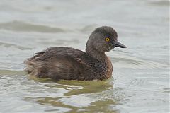 Least Grebe