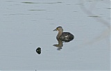 Least Grebe