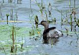 Least Grebe