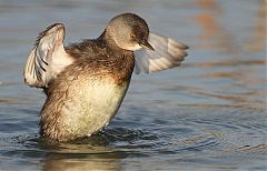 Least Grebe