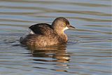 Least Grebe