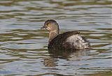 Least Grebe