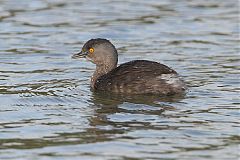 Least Grebe