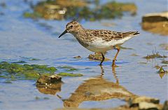 Least Sandpiper