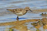 Least Sandpiper