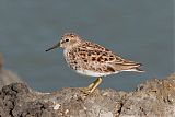 Least Sandpiper