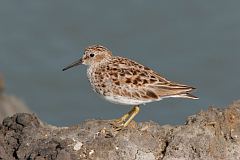 Least Sandpiper