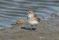 Least Sandpiper