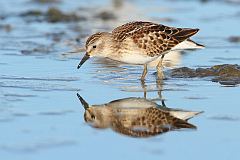 Least Sandpiper