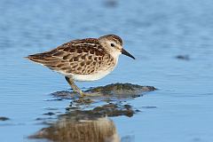 Least Sandpiper