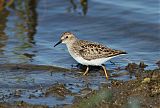 Least Sandpiper