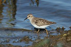 Least Sandpiper