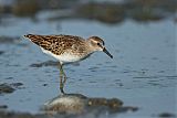 Least Sandpiperborder=
