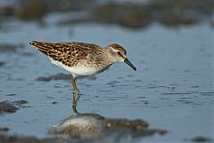 Least Sandpiper