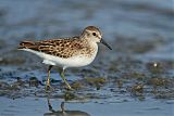 Least Sandpiper