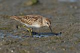 Least Sandpiper