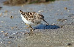 Least Sandpiper