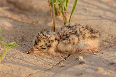 Least Tern