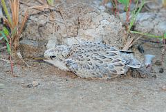 Least Tern