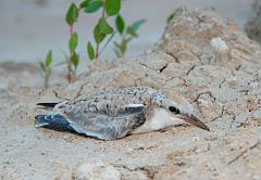 Least Tern