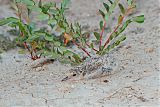 Least Tern