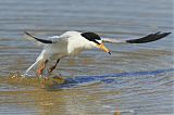 Least Tern