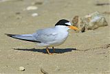 Least Tern