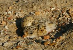 Least Tern